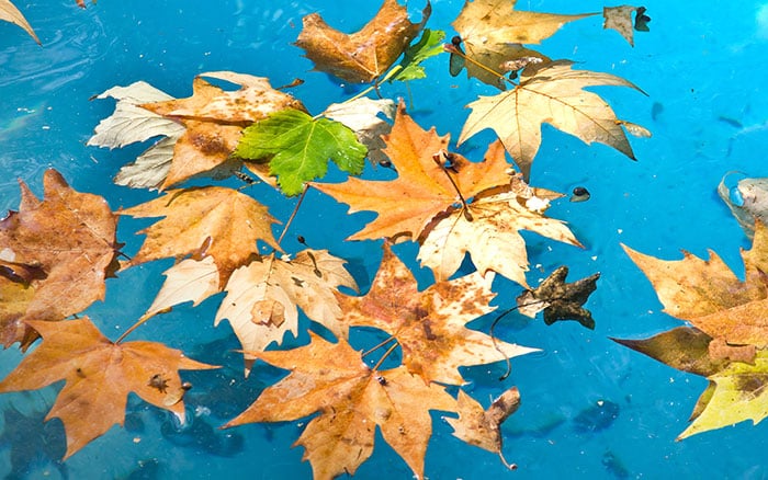leaves on pond water