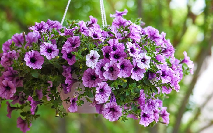 Petunias in a hanging basket