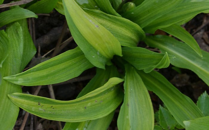 Allium foliage leaves