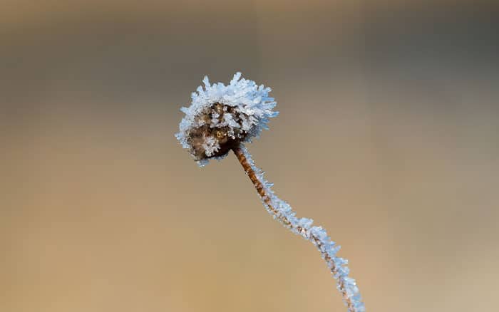 allium frost