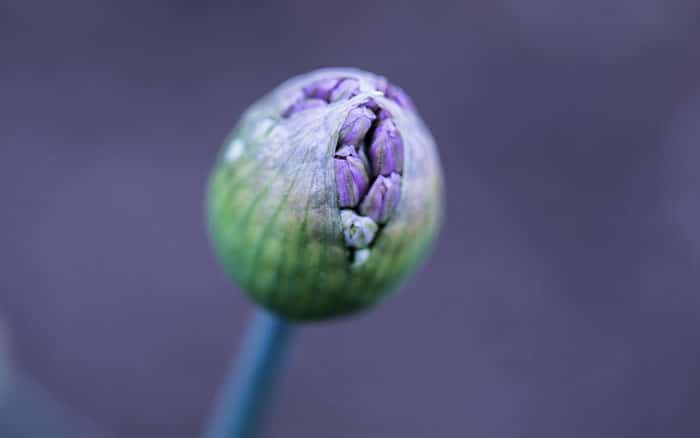 Closed allium flower spathe