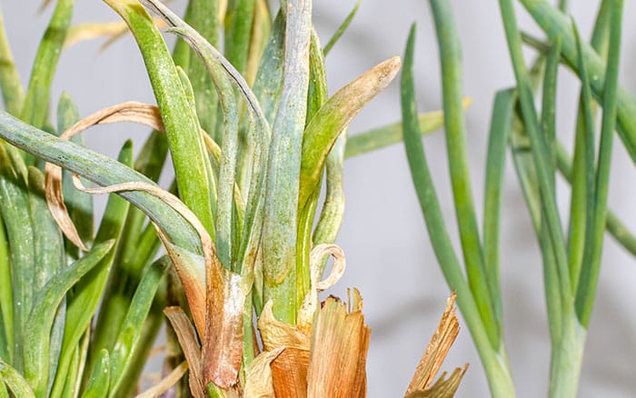 Allium leaves thrip damage