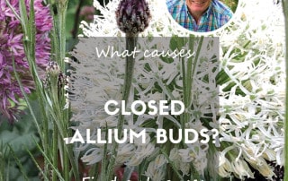 Allium buds feature