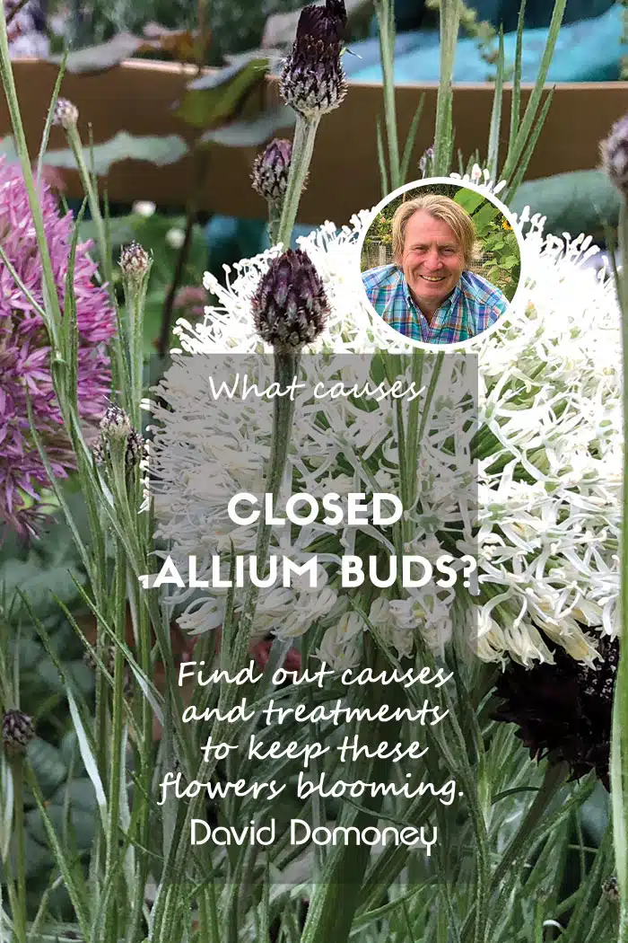 Allium buds feature