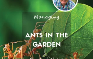Ants in the garden