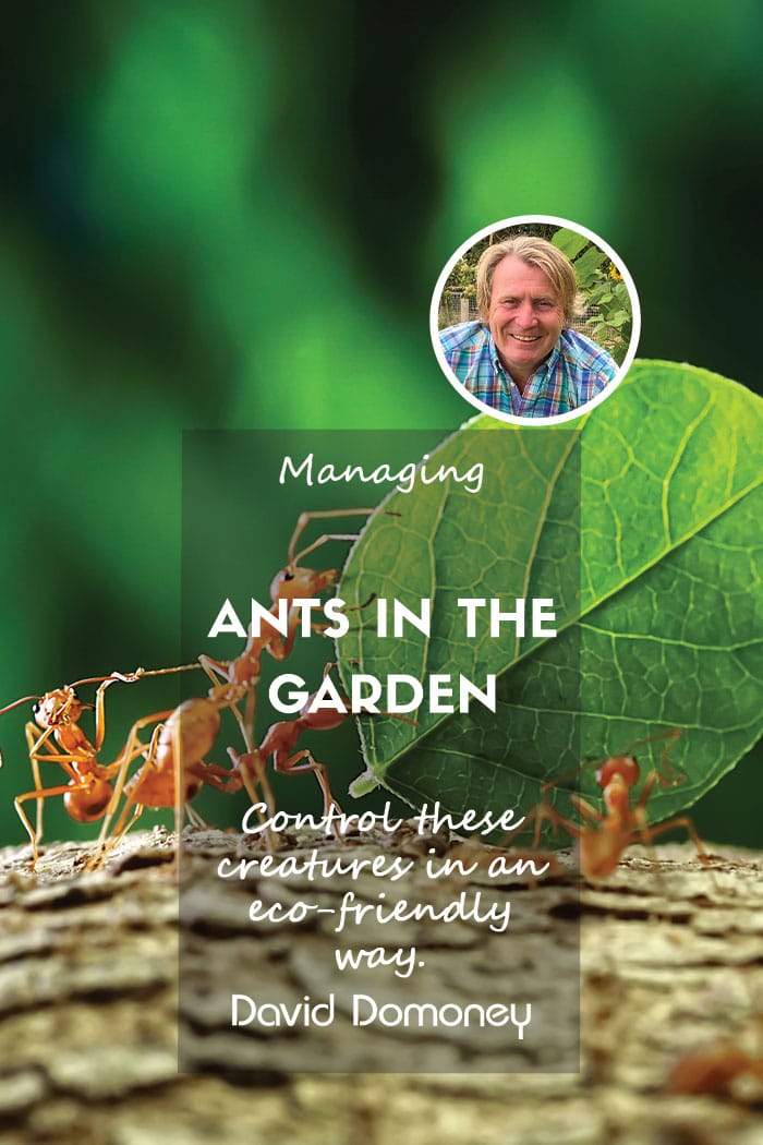Ants in the garden