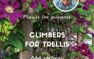 Climbers for trellis feature plants for purpose september 2025