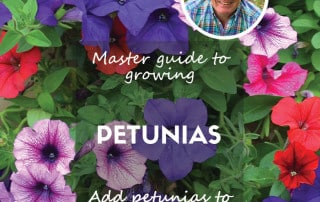 Petunias feature