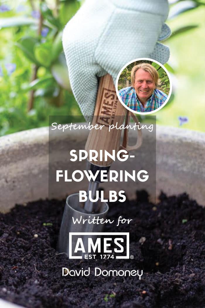 Ames September spring-flowering bulbs feature