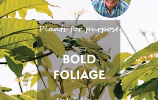 Plants for purpose plants with bold foliage feature