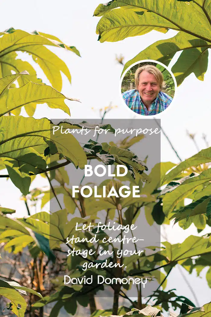 Plants for purpose plants with bold foliage feature