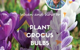 Crocus planting feature