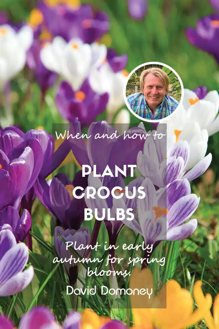 Crocus planting feature