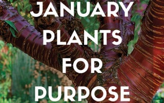 Plants for Purpose Jan 2026 Winter bark and stems