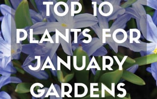 Top 10 Jan 2026 Feature