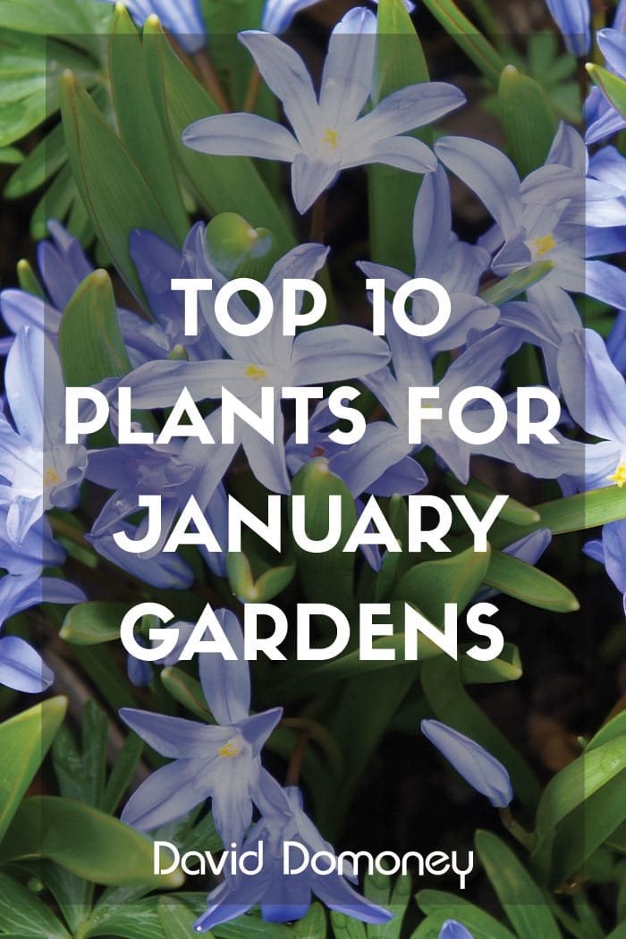 Top 10 Jan 2026 Feature