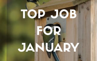 Top Job Jan 2026 Bird boxes feature
