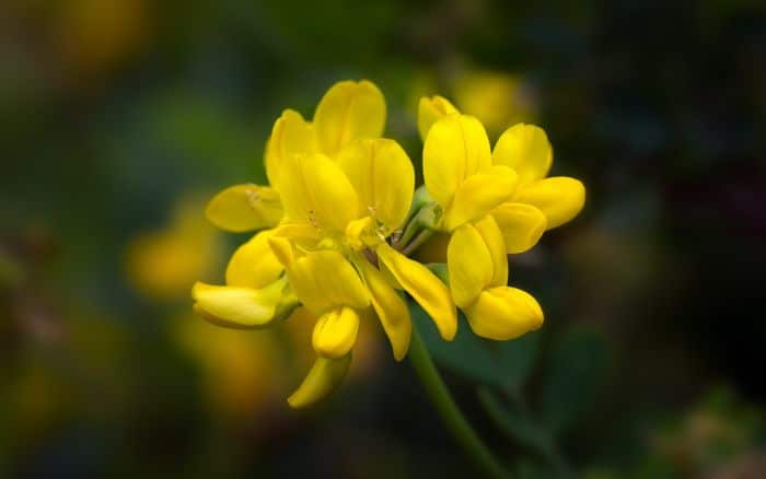 Coronilla valentina subsp. glauca (glaucous scorpion vetch)
