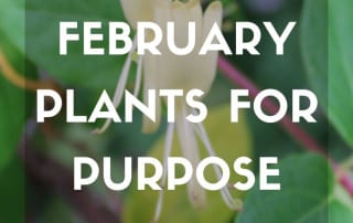 February plants for purpose plants for a fence feature
