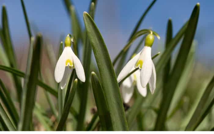 Galanthus plicatus 'Wendy's Gold'