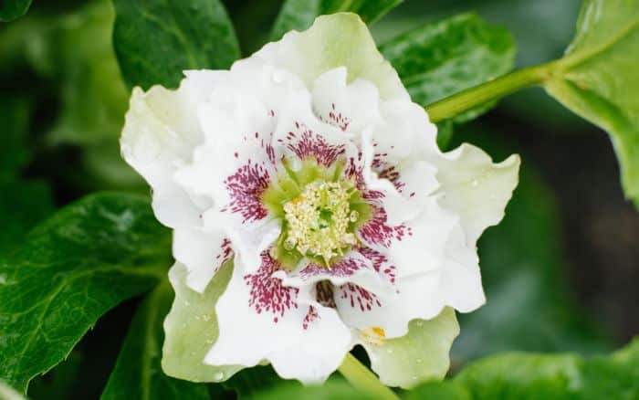 Helleborus 'Double Ellen White Spotted' (Hellebore)