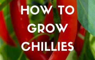 How to grow chillies