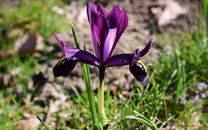 Iris reticulata 'George'
