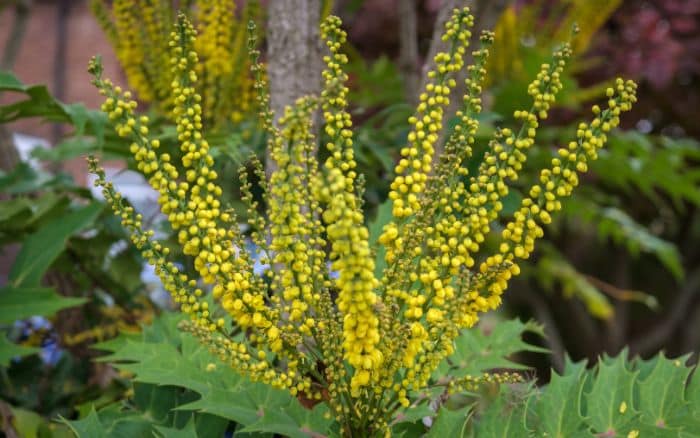 Mahonia x media 'Charity'