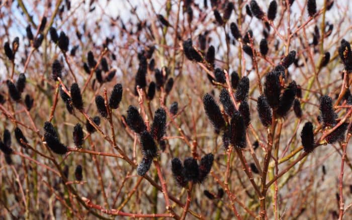 Salix gracilistyla 'Melanostachys' (black pussy willow)