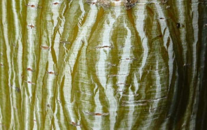 Snakebark maple
