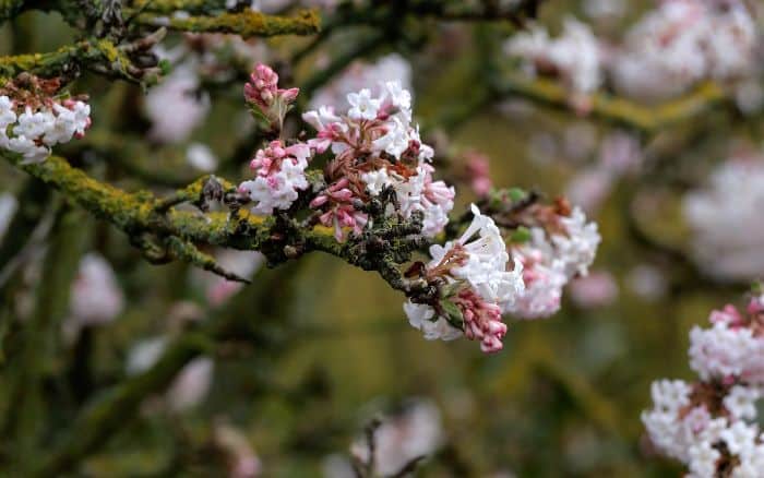 Viburnum x bodnantense 'Deben'