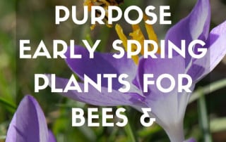Early spring pollinator feature plants for purpose