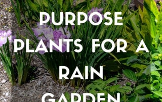 plants for purpose rain garden