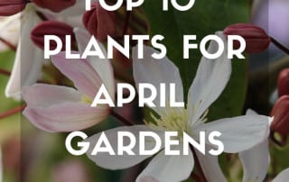 Top 10 plants for April 2026 Gardens