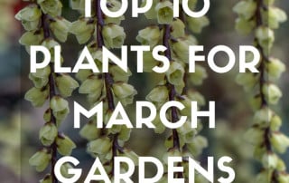 Top 10 plants March 2026 Feature