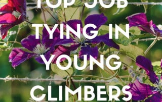 top job tying in young climbers