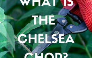 What is the chelsea chop