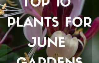 Top 10 June 2026