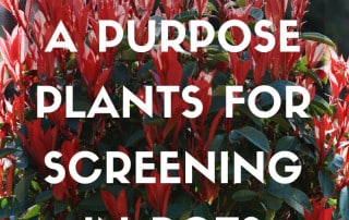Plants for a purpose plants for screening in pots july 2026 feature
