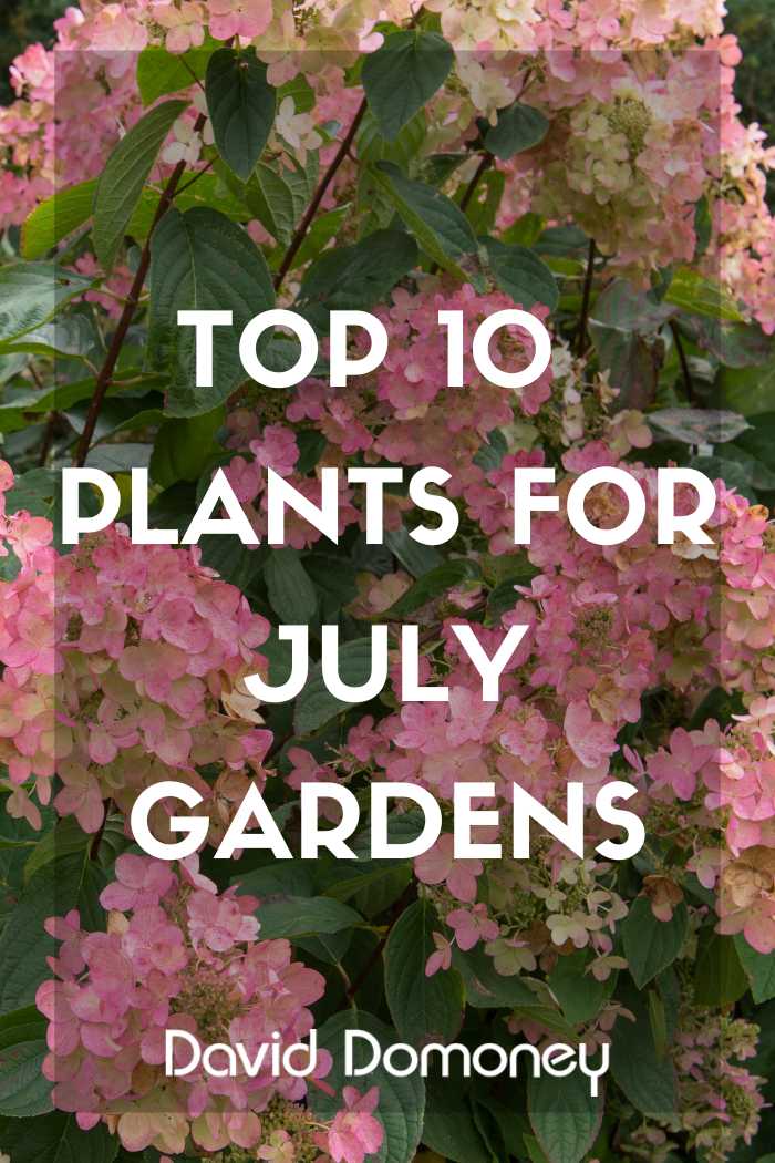top 10 July 2026 feature