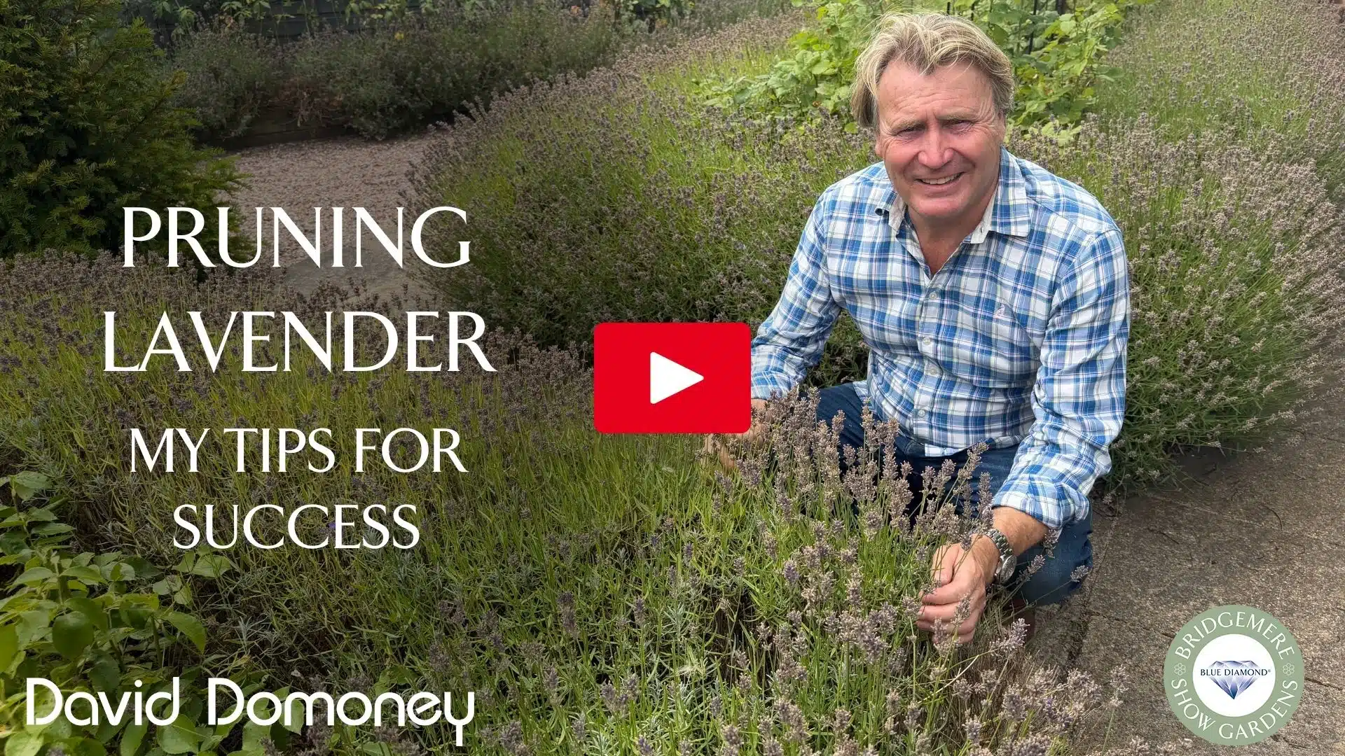 Pruning lavender sbs clipping