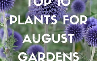 Top 10 Plants for August Gardens Feature