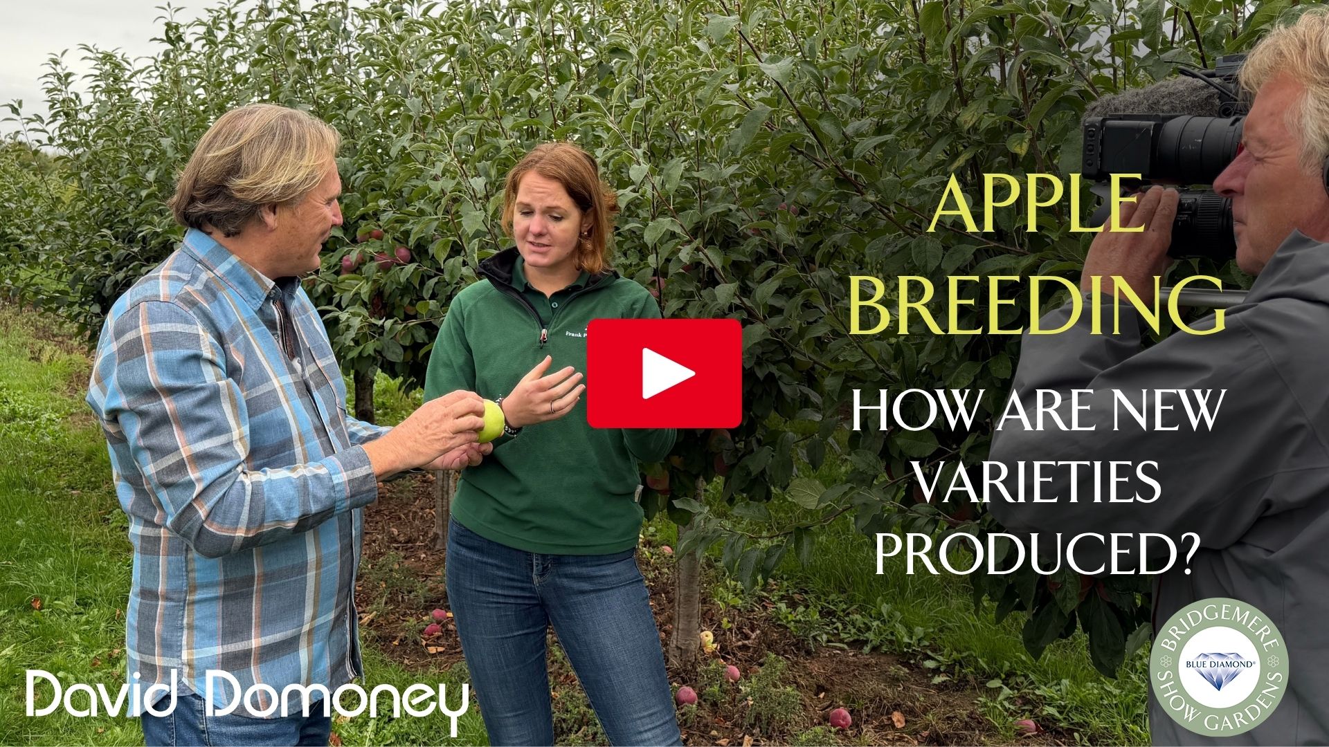 Apple Breeding SbS 21