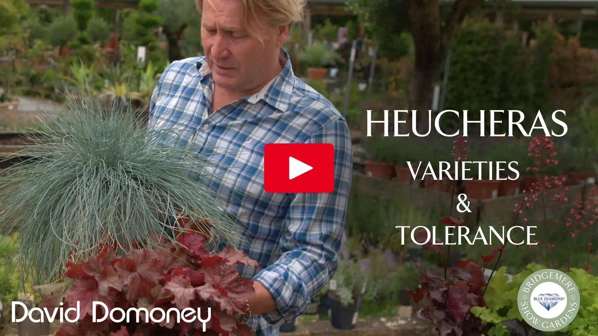Heuchera clipping SBS