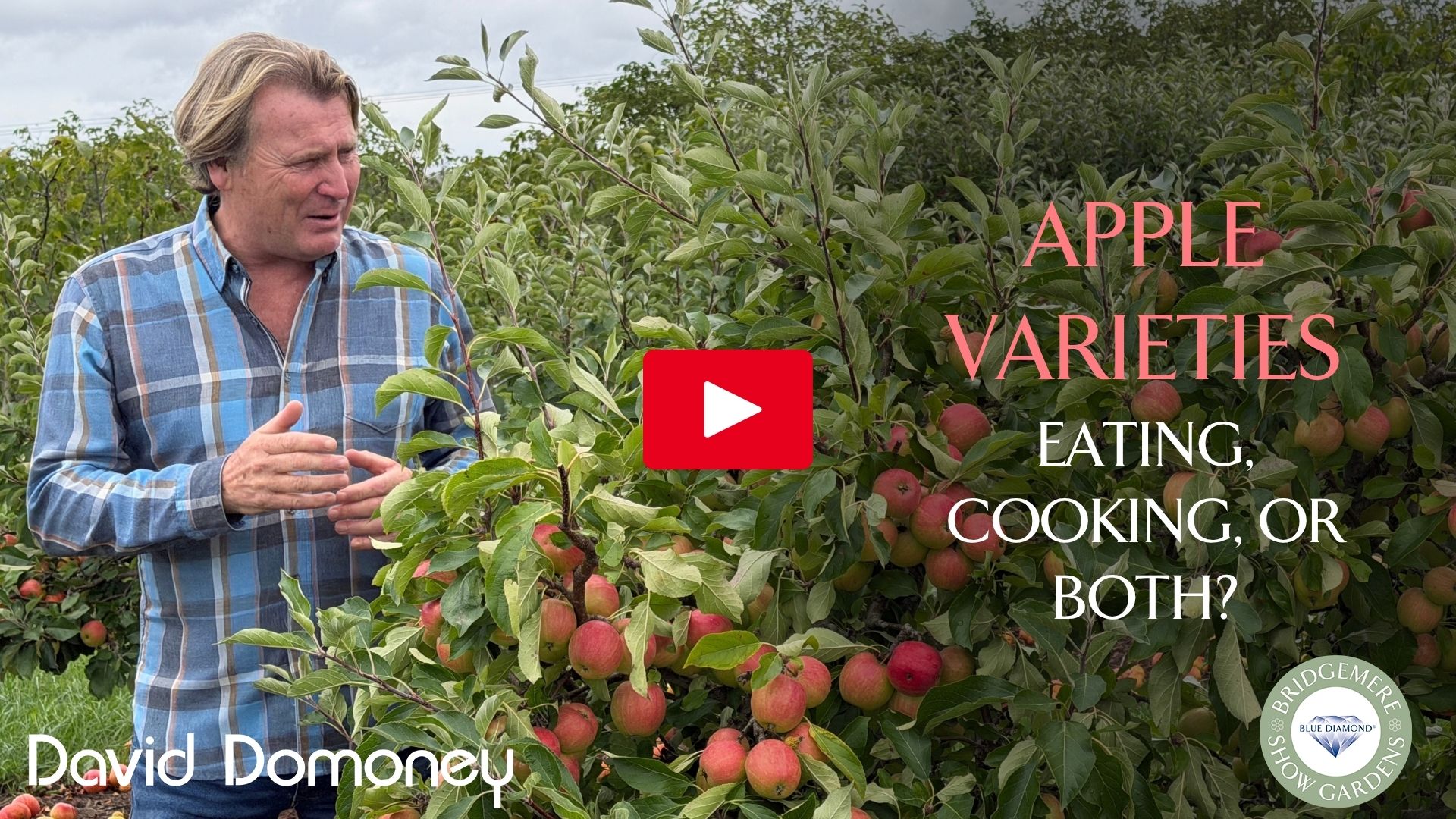 Apple plant of the month varieties SBS 21