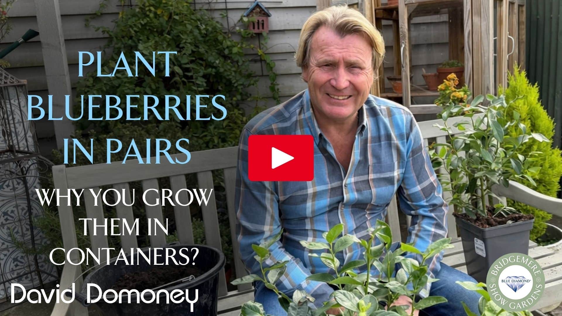 Blueberries planting SBS 21