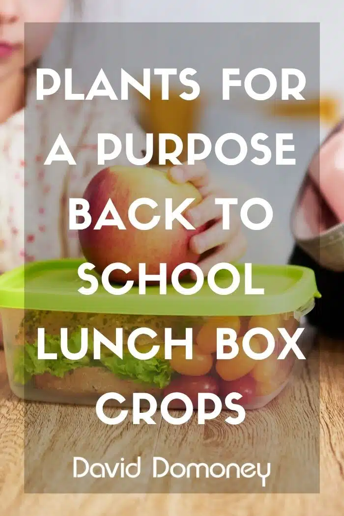 Back-to-school lunch box crops feature