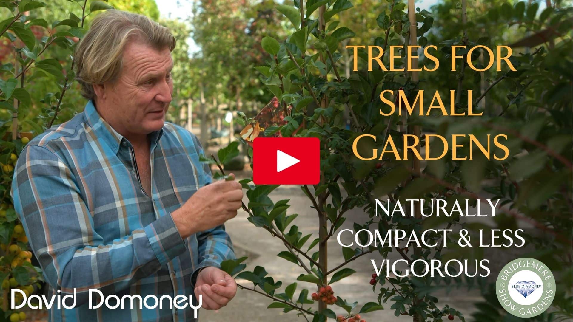 Small Trees for the garden