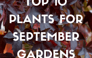 Top 10 September 2026 Blog