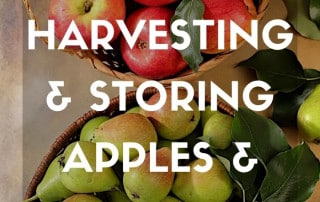 Top Job harvesting and storing apples and pears